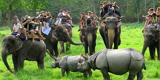 Kaziranga