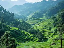 Ziro