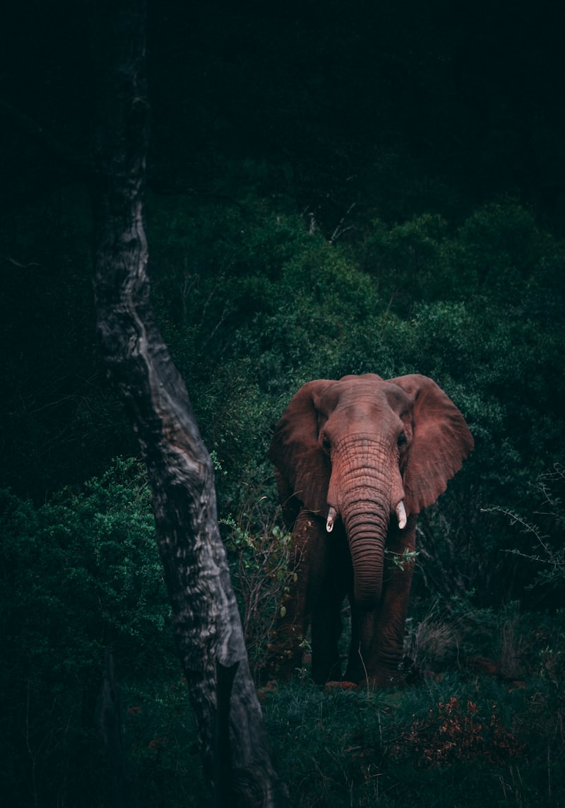 Kaziranga National Park