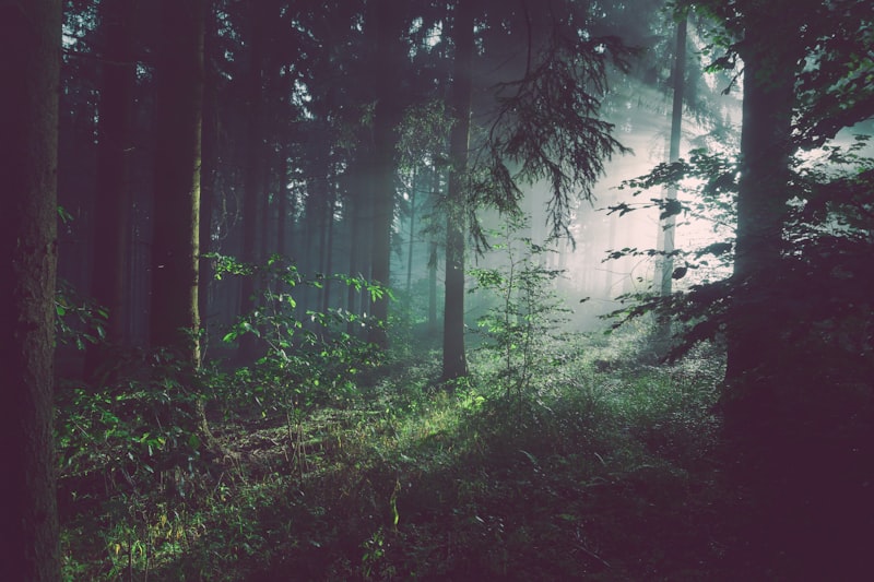 Mawphlang Sacred Forest